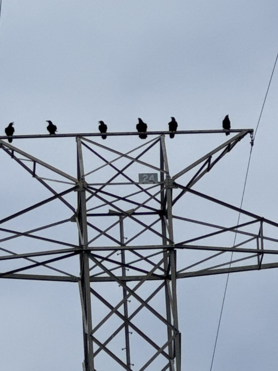 Common Raven - ML638856009