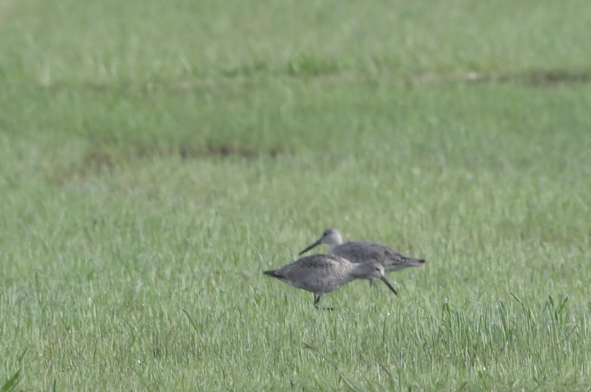 Willet - ML638856046