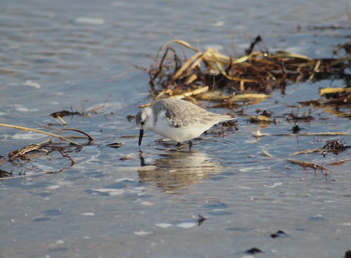 Bécasseau sanderling - ML638856077