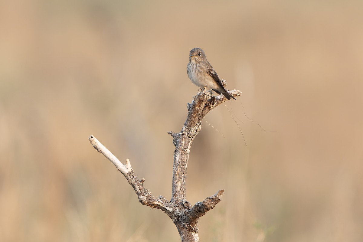 Gobemouche de Sibérie - ML638856101