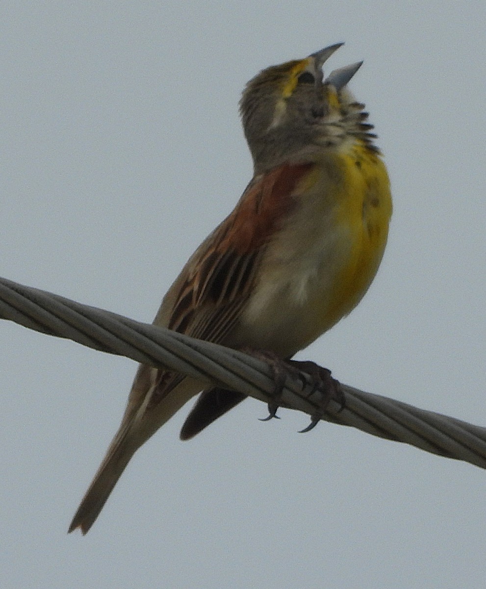 Dickcissel d'Amérique - ML638856106