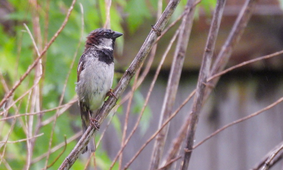 Moineau domestique - ML638856107