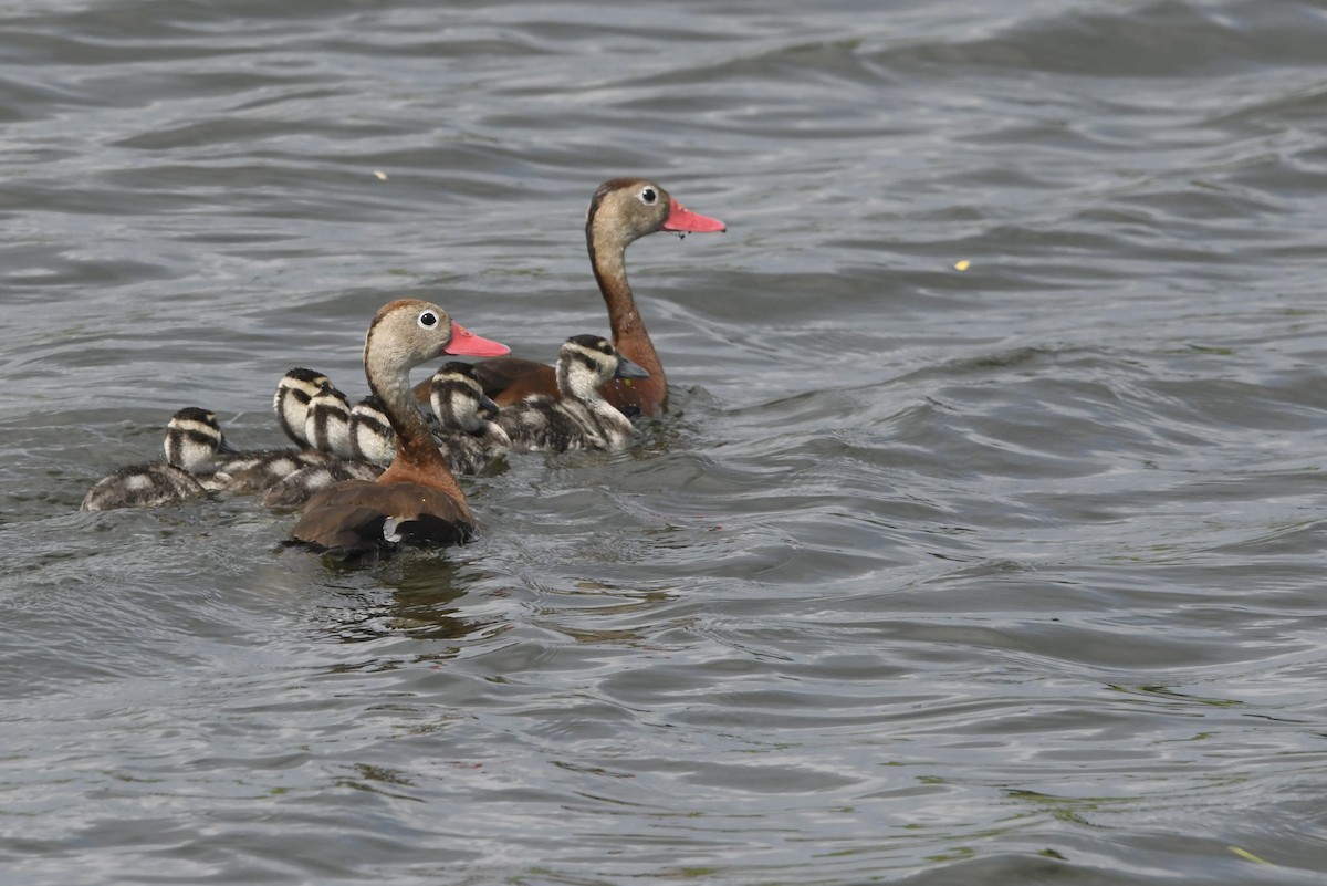 Black-bellied Whistling-Duck - ML638856177