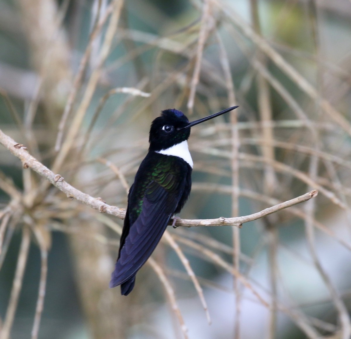 Collared Inca - ML638856221