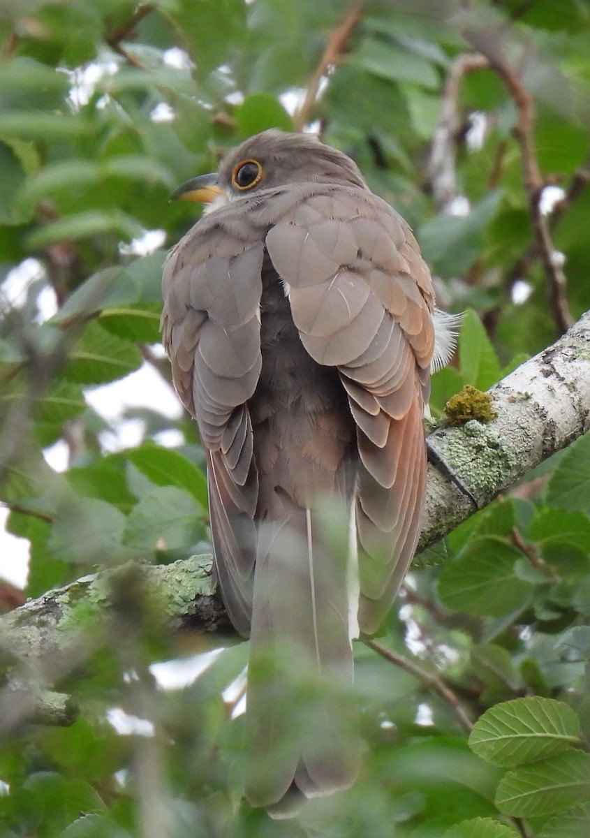 Yellow-billed Cuckoo - ML638856224