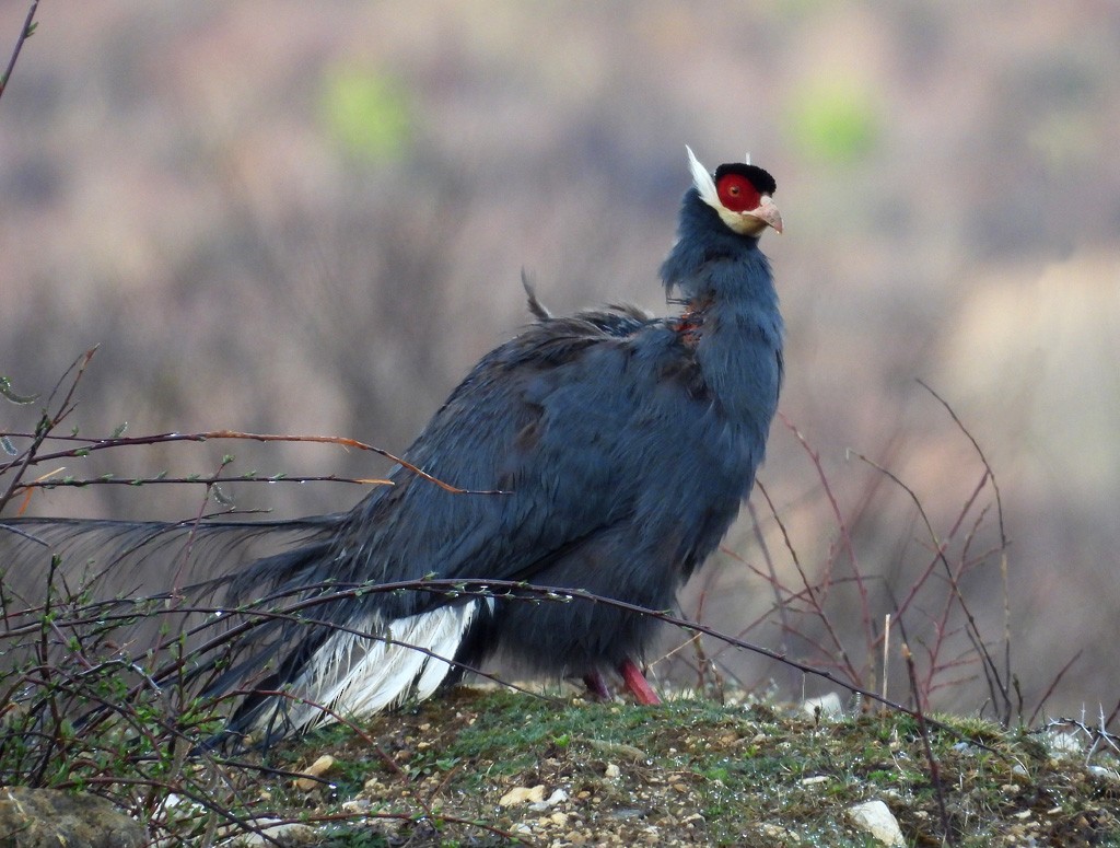 Blue Eared-Pheasant - ML638856226