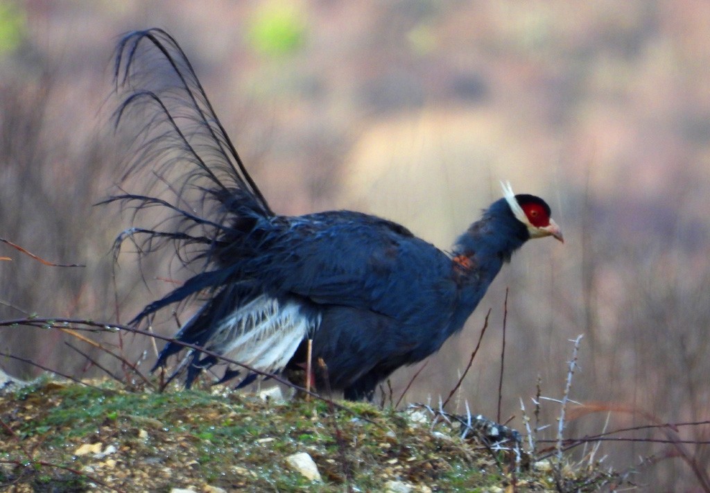 Blue Eared-Pheasant - ML638856227