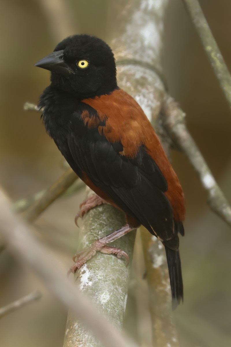 Chestnut-and-black Weaver - ML638856265