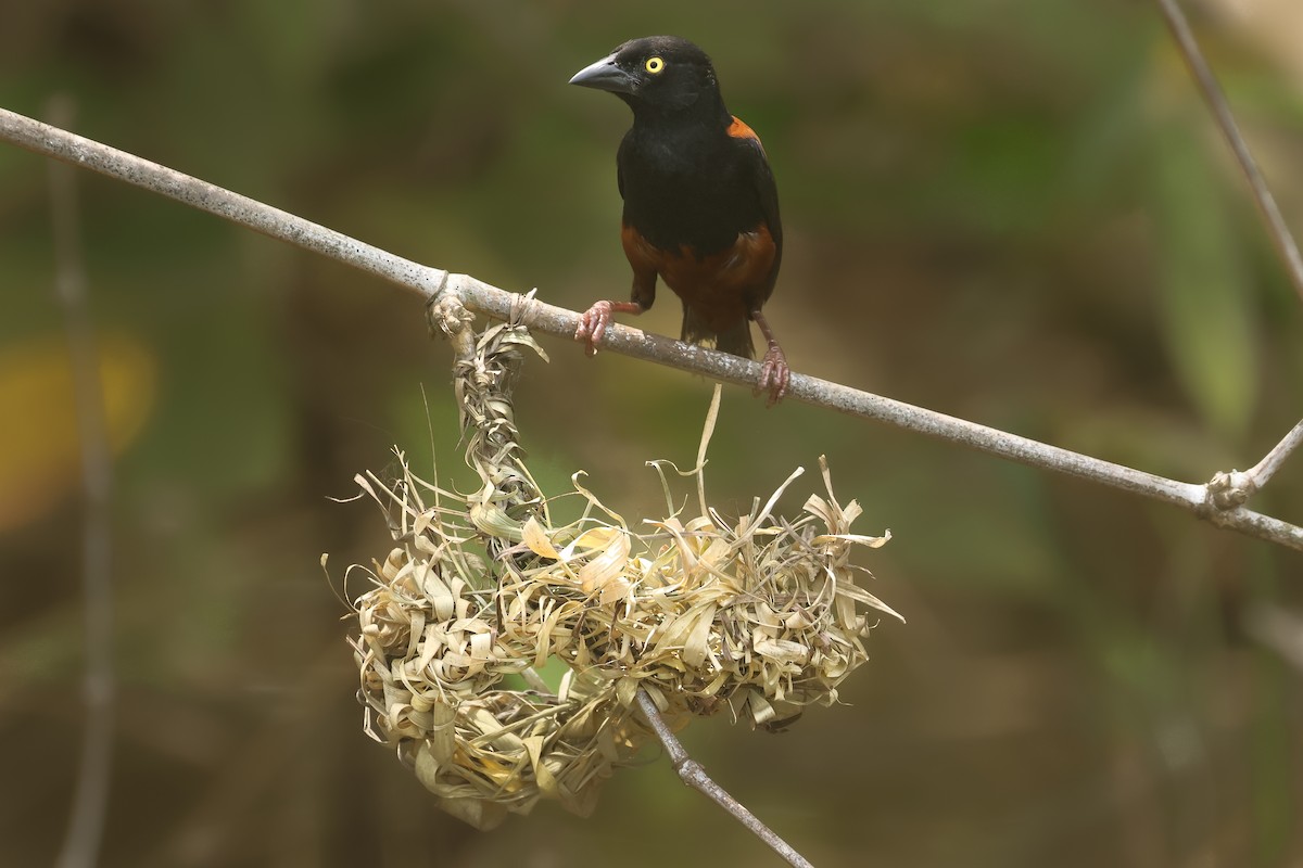 Chestnut-and-black Weaver - ML638856266