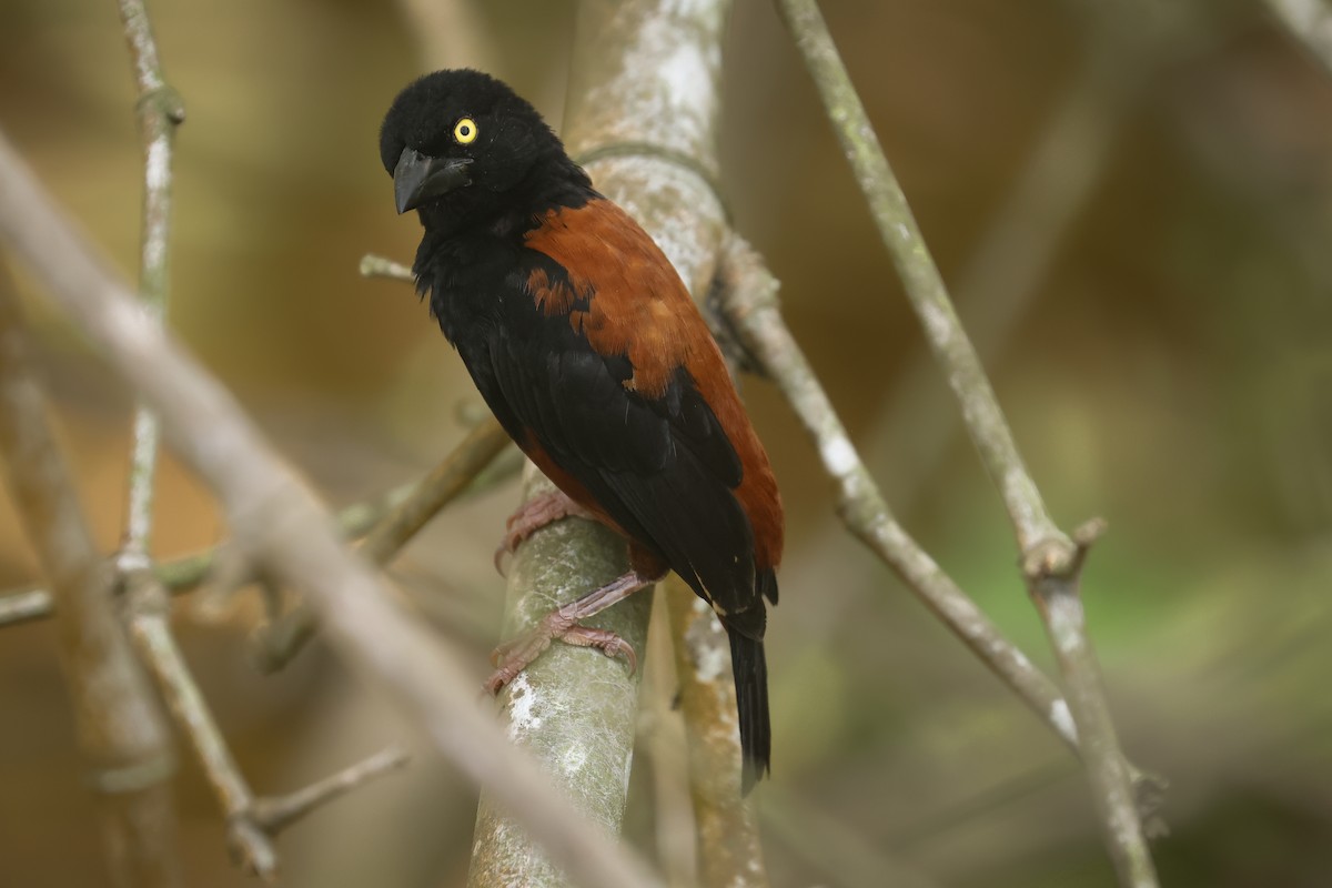 Chestnut-and-black Weaver - ML638856268
