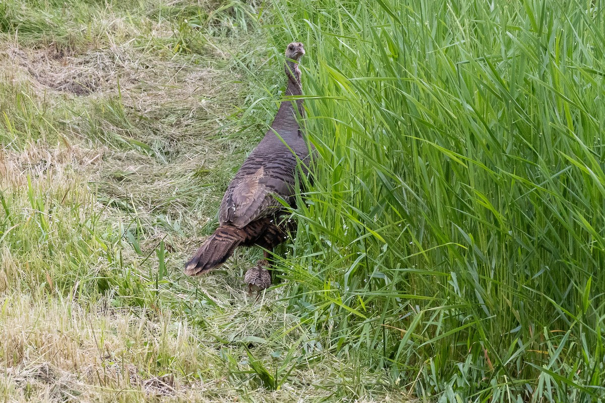 Wild Turkey - ML638856273