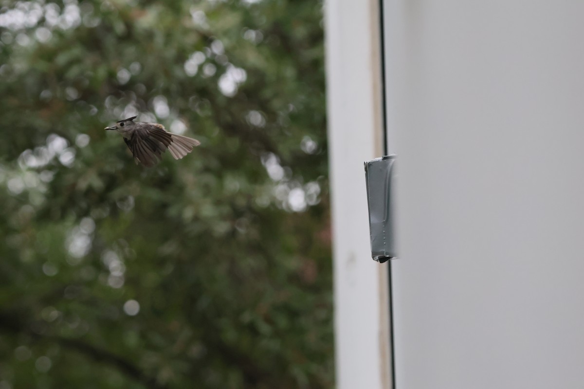Black-crested Titmouse - ML638856315