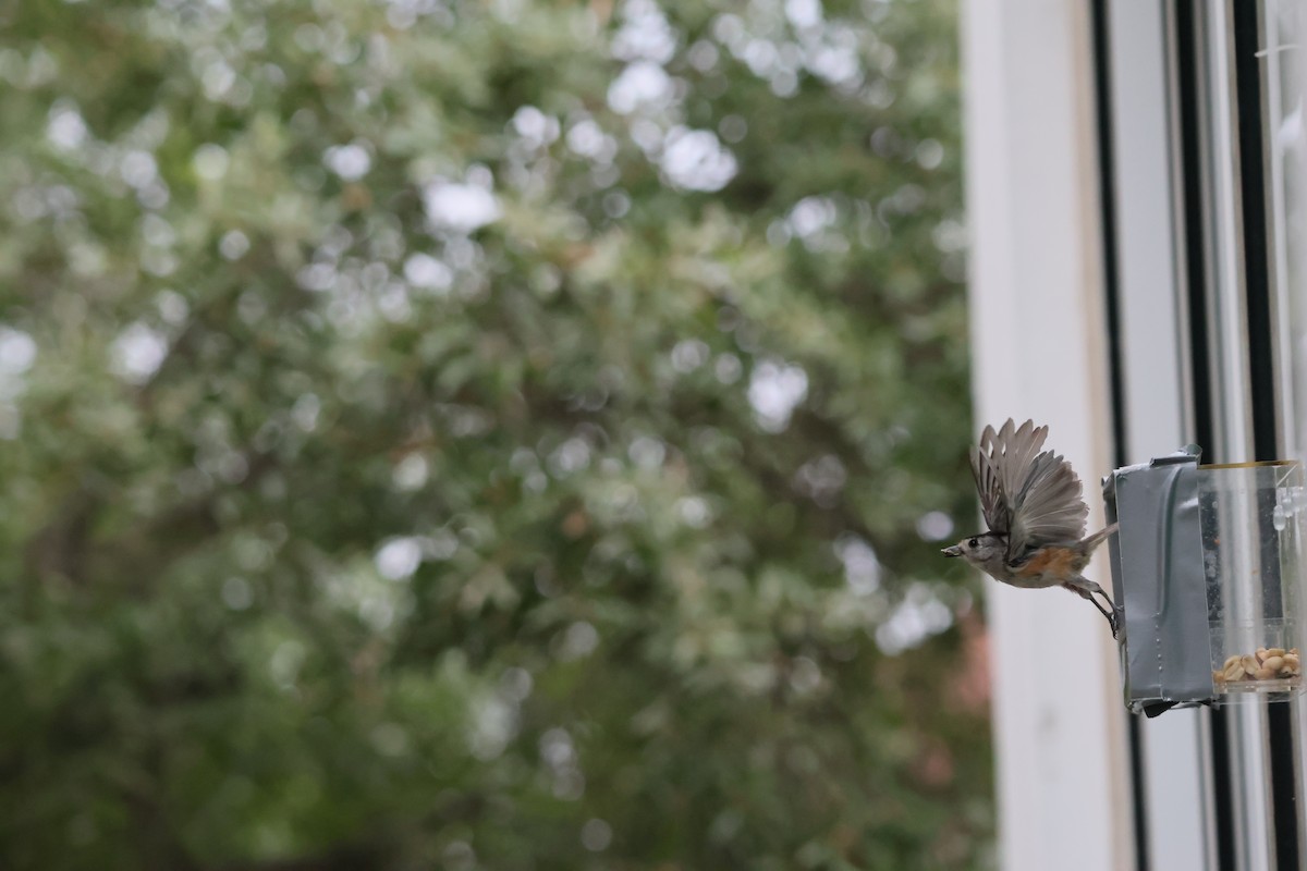 Black-crested Titmouse - ML638856317