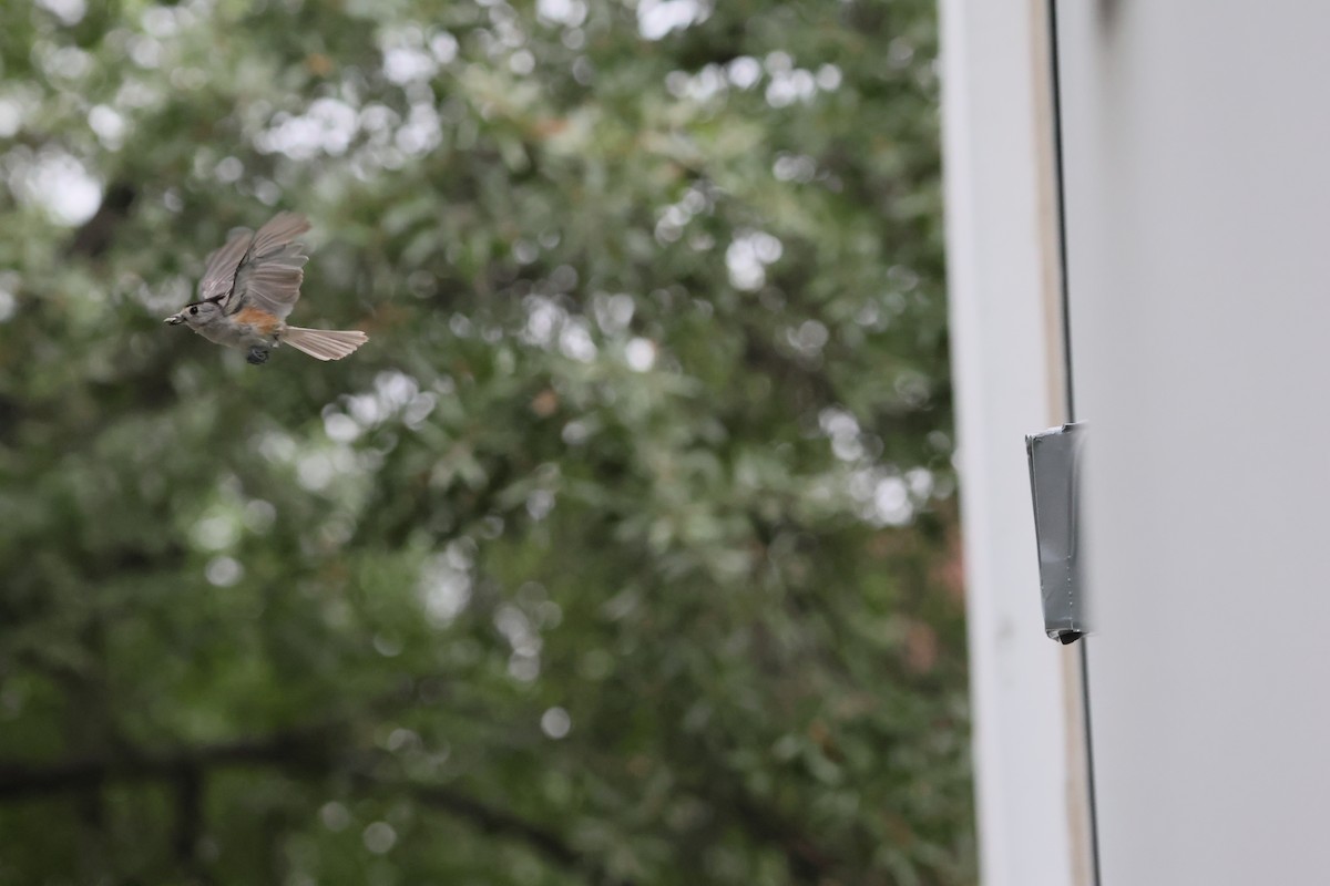 Black-crested Titmouse - ML638856318