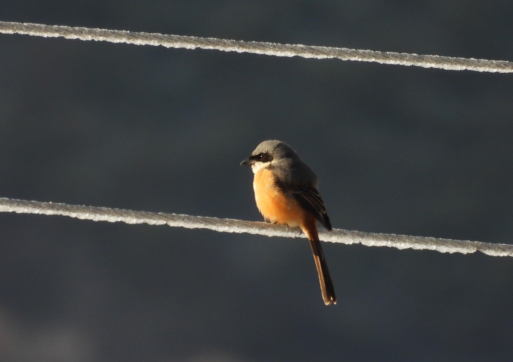 Gray-backed Shrike - ML638856325