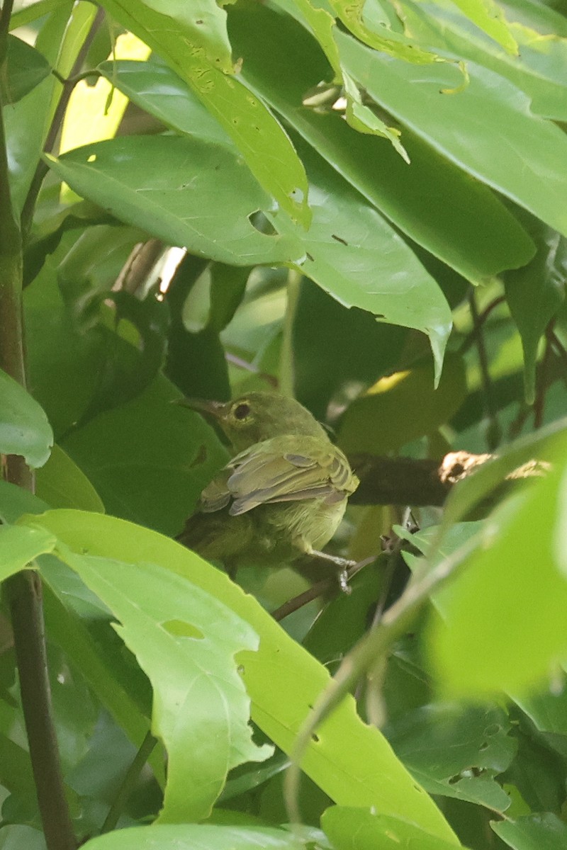 Fraser's Sunbird - ML638856440