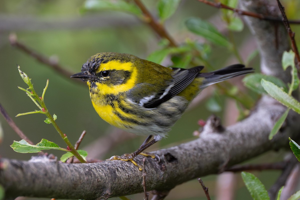 Townsend's Warbler - ML638856518