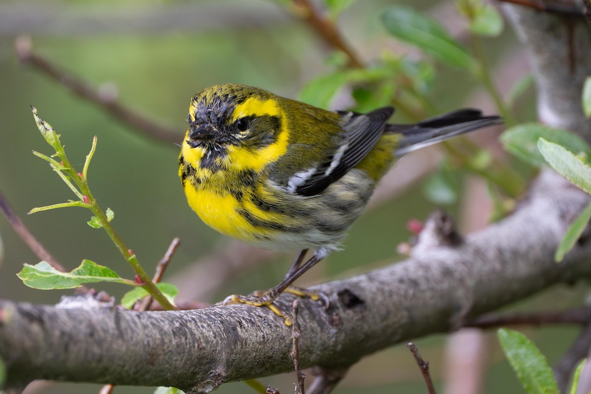 Townsend's Warbler - ML638856519