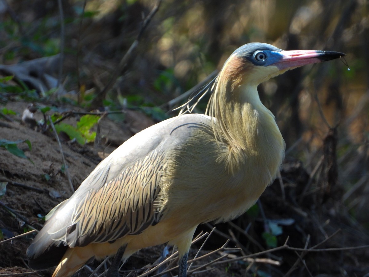 Whistling Heron - ML638856533