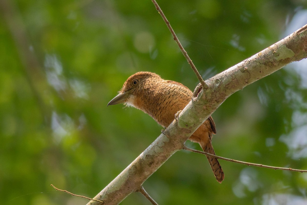 Barred Puffbird - ML638856541