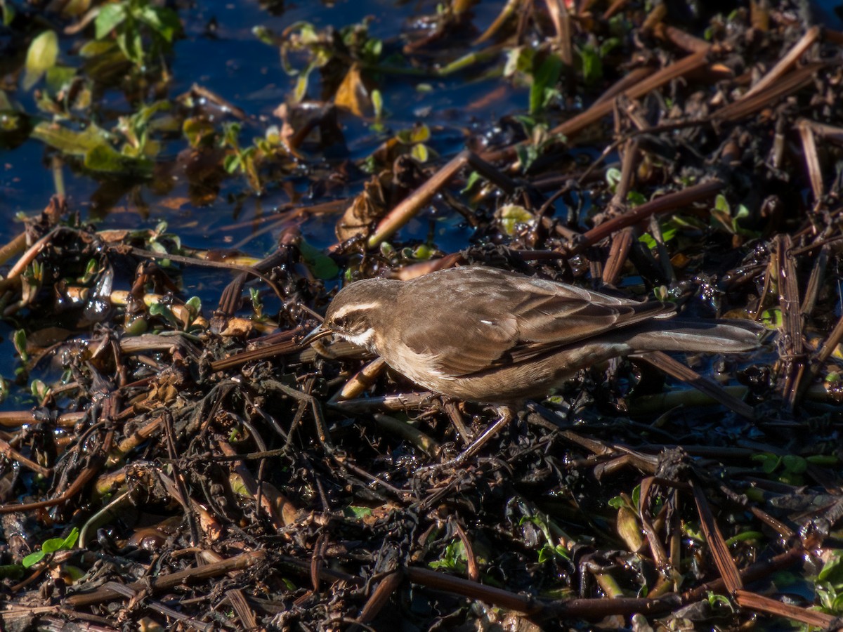 Buff-winged Cinclodes - ML638856551