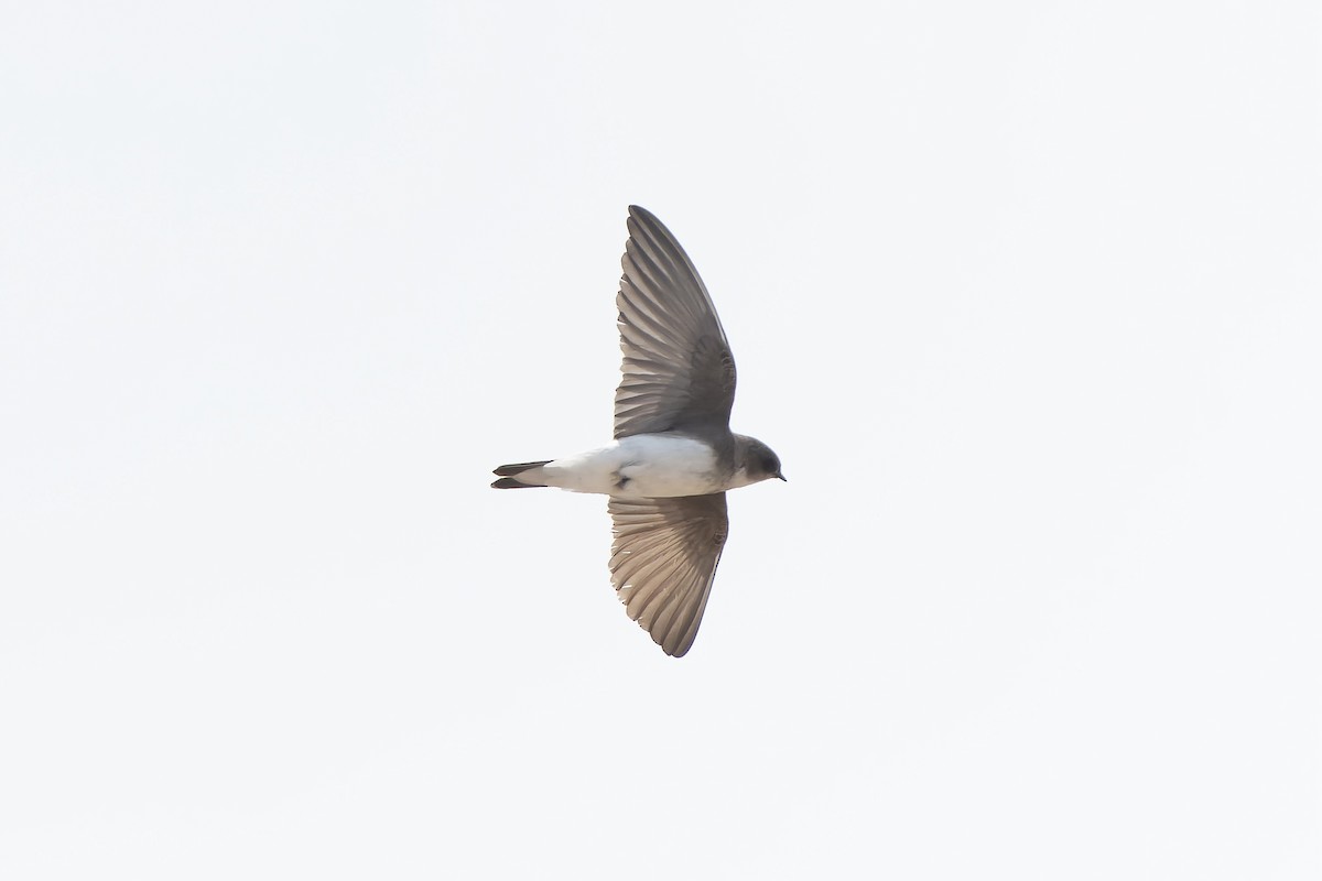 ウスショウドウツバメ - ML638856577