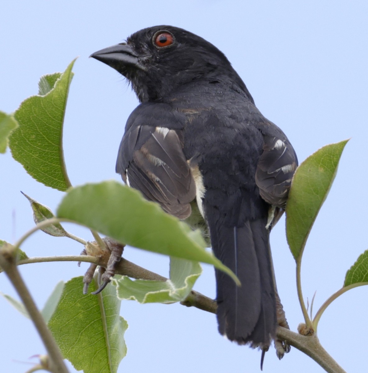 ワキアカトウヒチョウ - ML638856585
