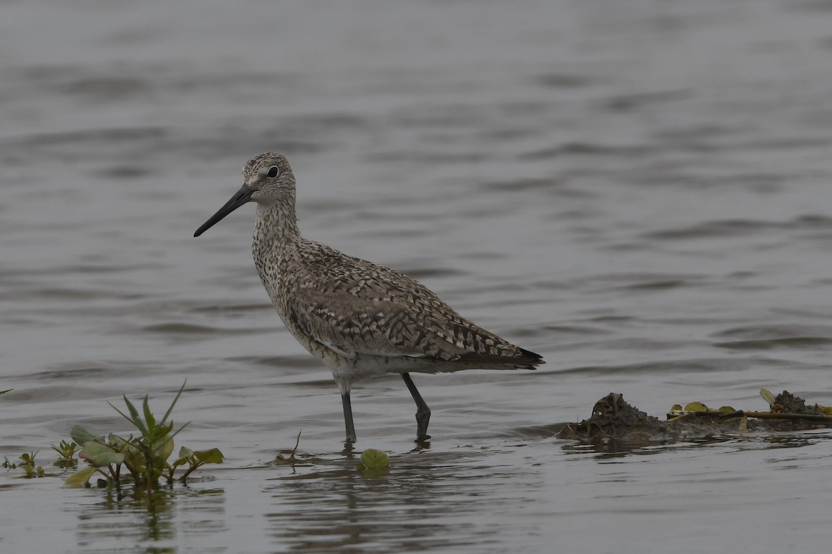 Willet - ML638856621