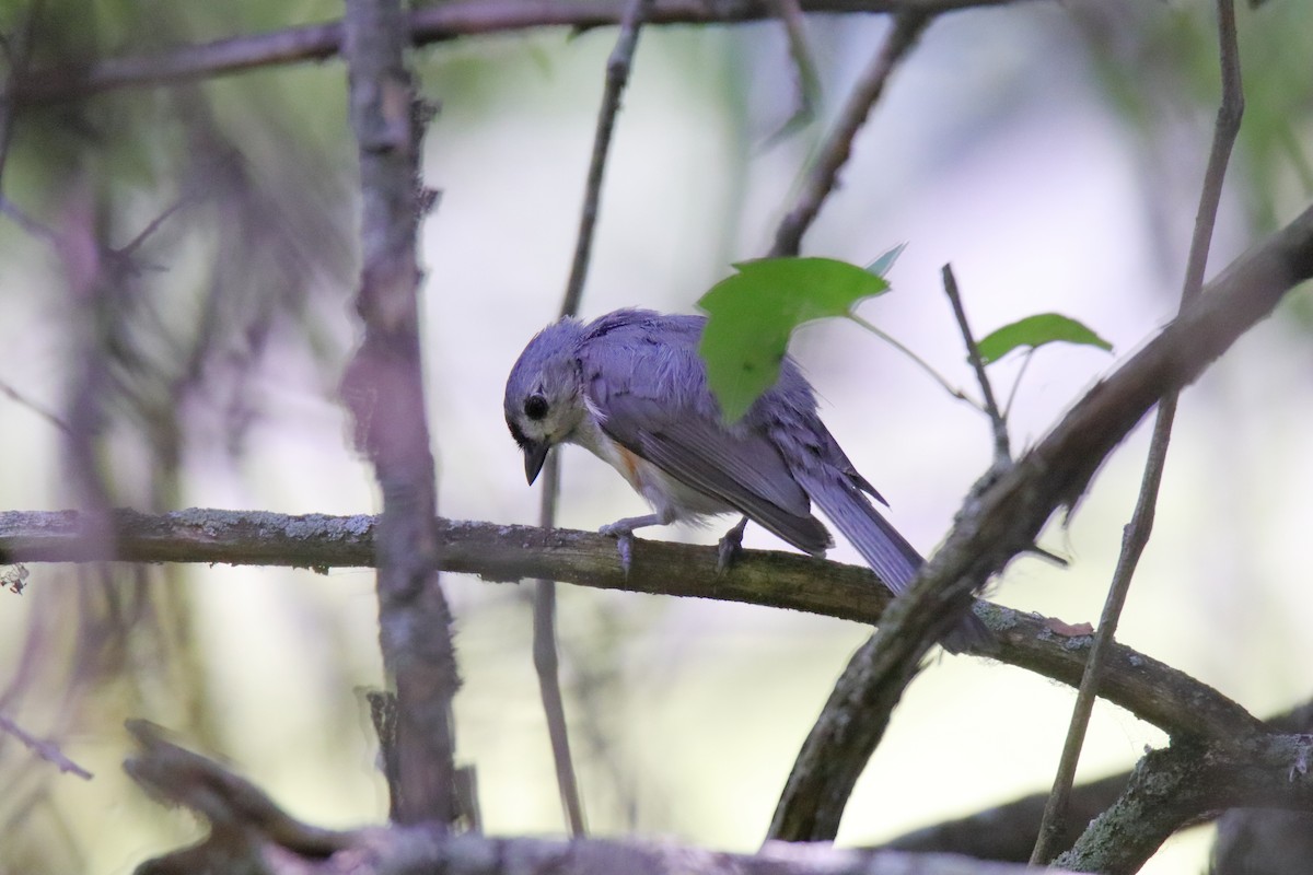 Tufted Titmouse - ML638856638
