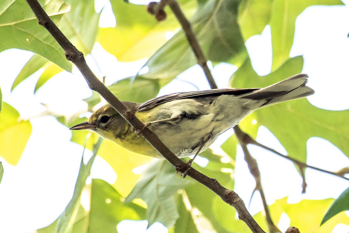 Pine Warbler - ML638856639