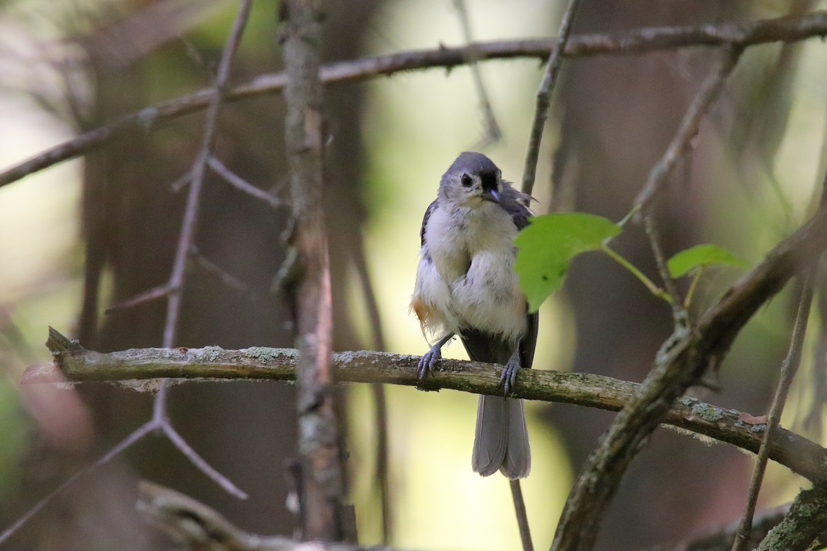 Tufted Titmouse - ML638856640