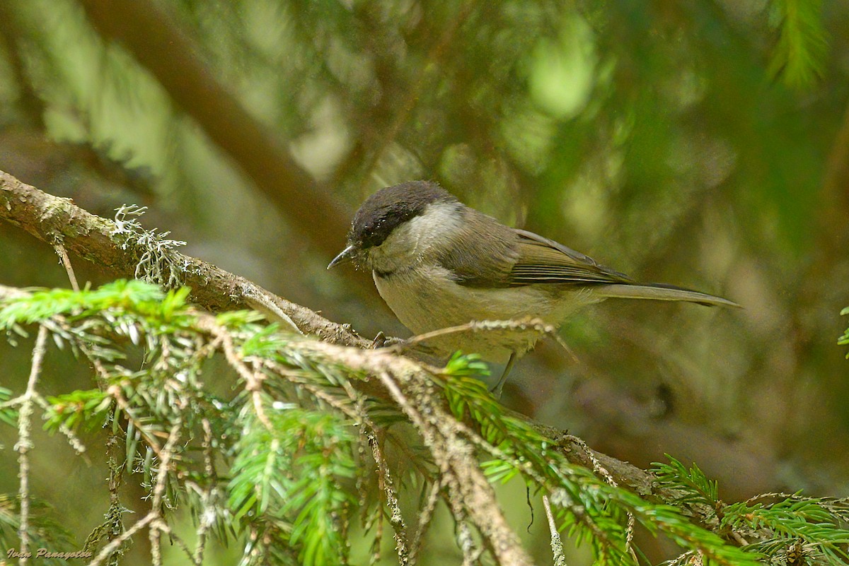 Mésange boréale - ML638856642
