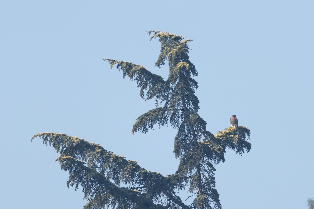 Variable Hawk (Variable) - ML638856643