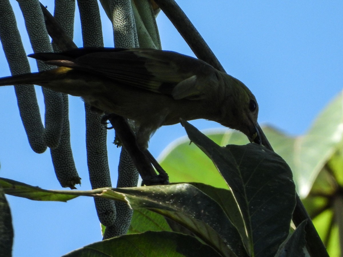 Palm Tanager - ML638856653
