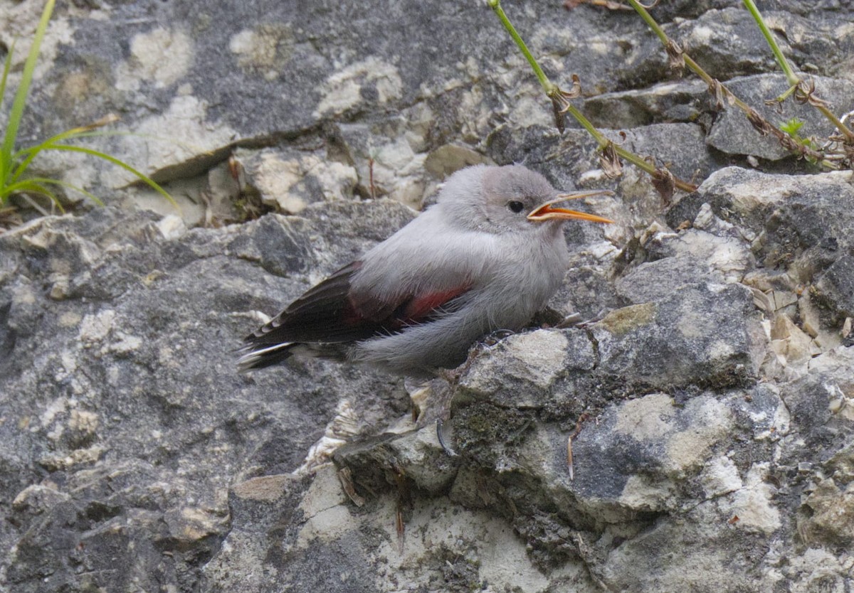 Wallcreeper - ML638856656