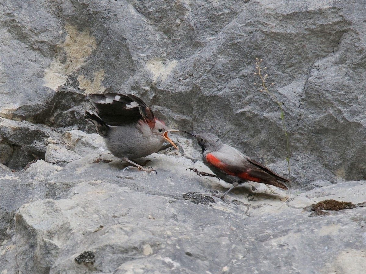 Wallcreeper - ML638856657