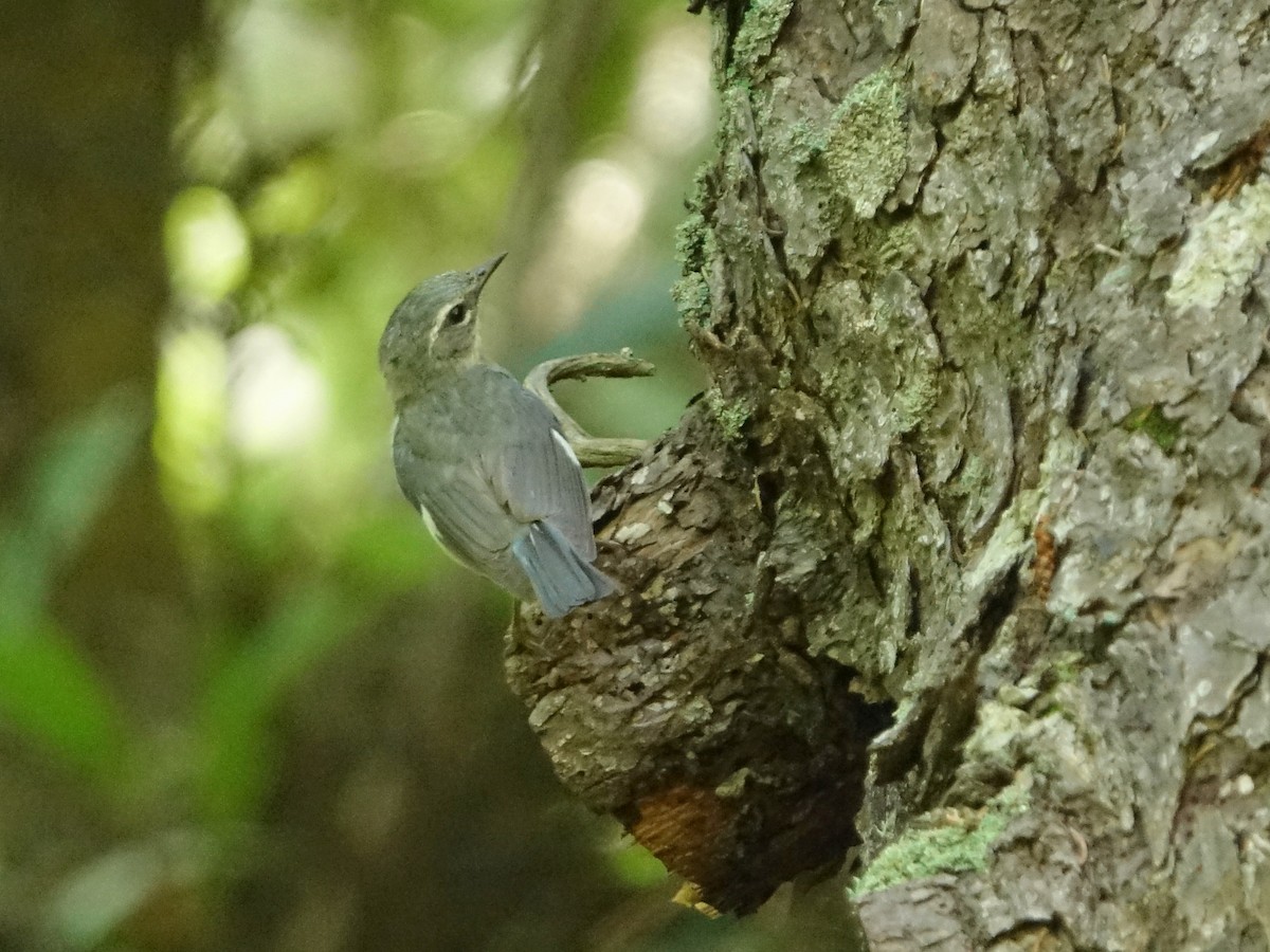 Black-throated Blue Warbler - ML638856665