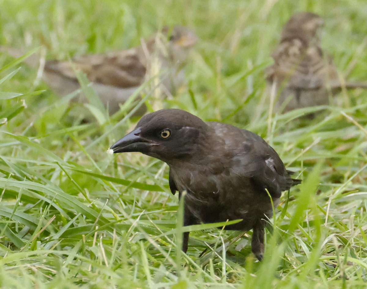 Common Grackle - ML638856666