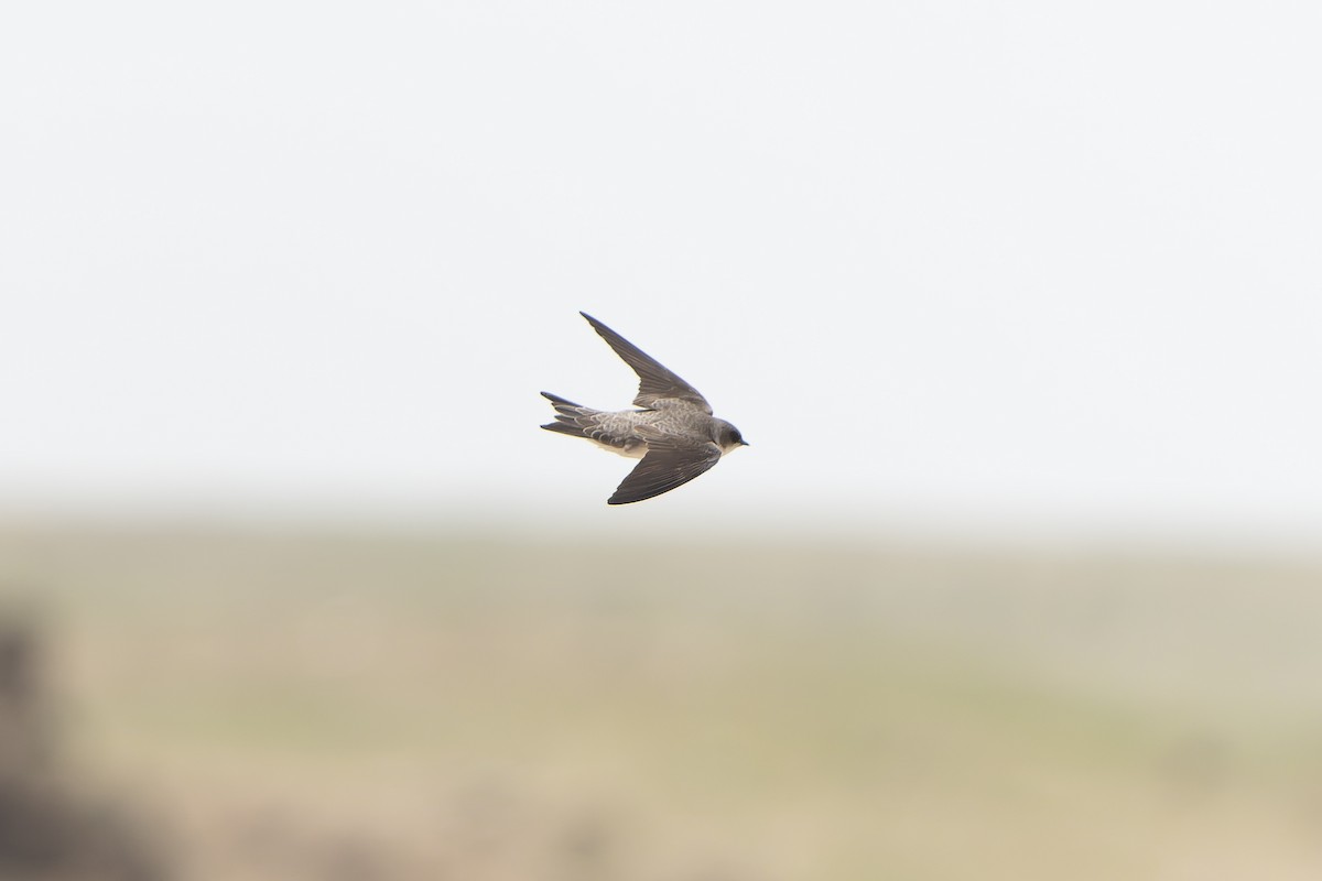 Bank Swallow/Pale Martin - ML638856670