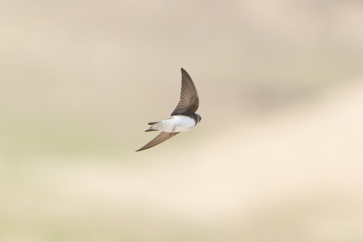 Bank Swallow/Pale Martin - ML638856671
