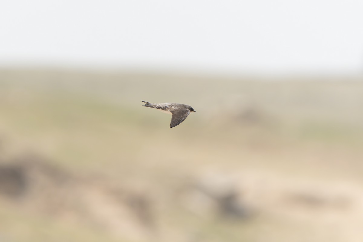 Bank Swallow/Pale Martin - ML638856672