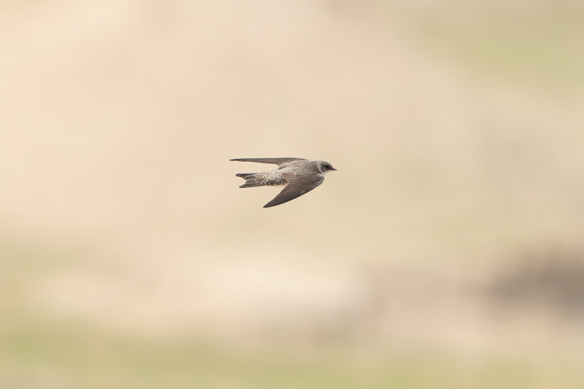 Bank Swallow/Pale Martin - ML638856673