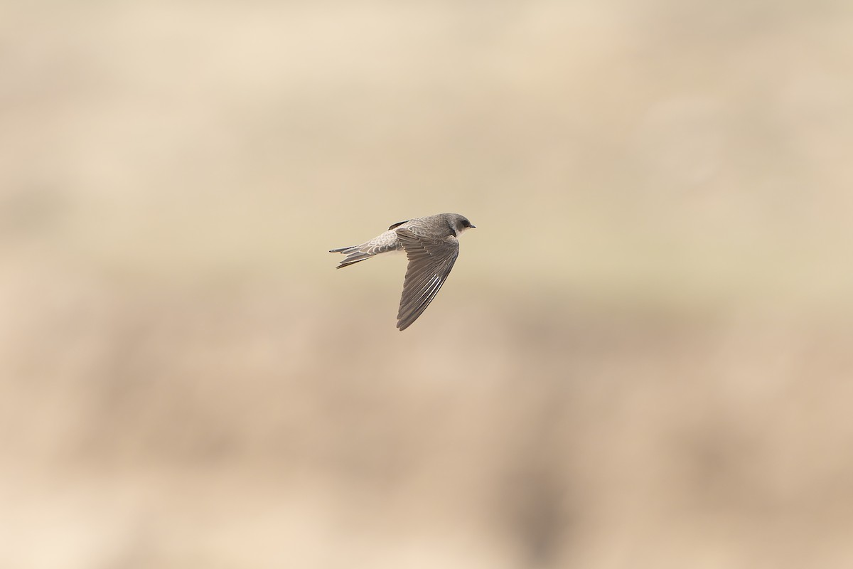 Bank Swallow/Pale Martin - ML638856675