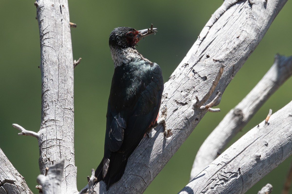 Lewis's Woodpecker - ML638856682