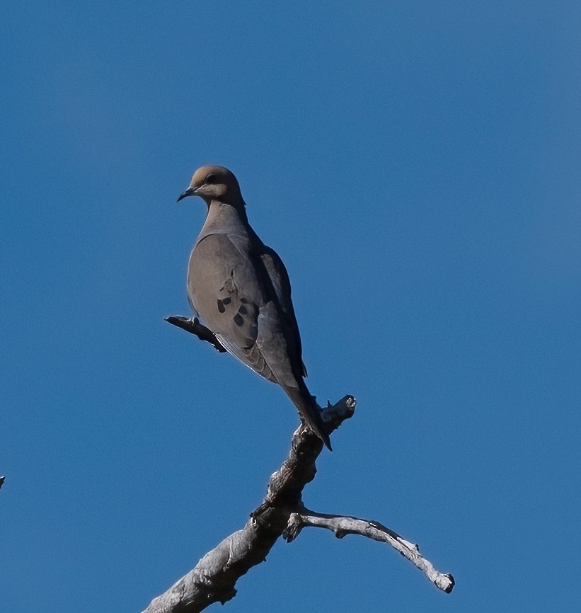 Mourning Dove - ML638856685