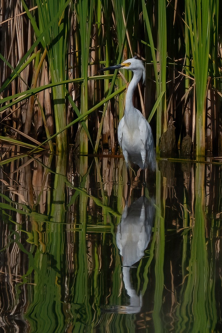 Snowy Egret - ML638856707