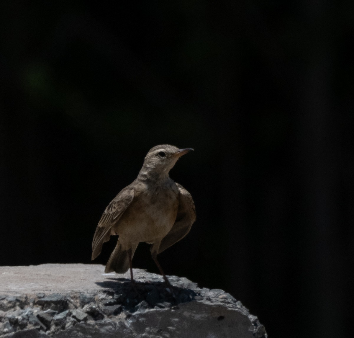 Plain-backed Pipit - ML638856709