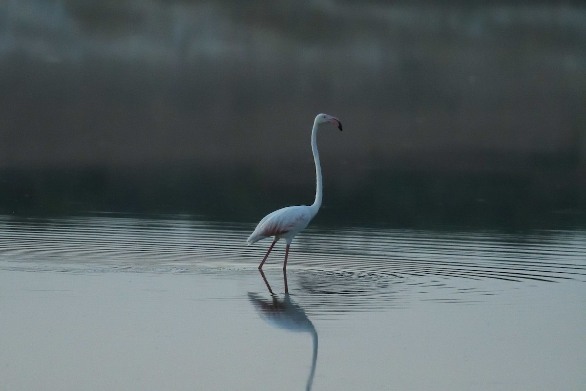 Greater Flamingo - ML638856712
