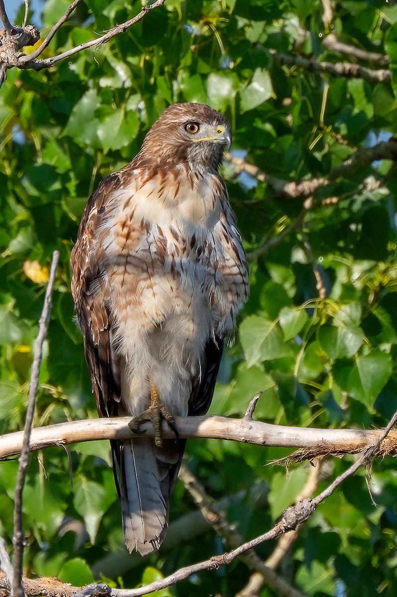 Red-tailed Hawk - ML638856724