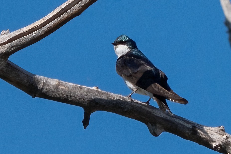 Tree Swallow - ML638856737